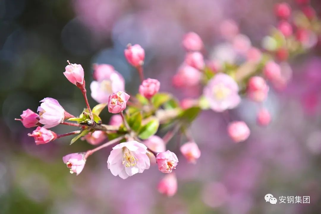 钢城迈进“春天里”